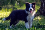 Border Collie-Border koli štenad