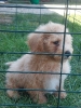 Cockapoo štenci