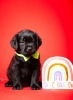 Crni i braon mužjak Labrador retrivera