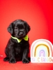Crni i braon mužjak Labrador retrivera