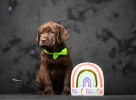 Crni i braon mužjak Labrador retrivera
