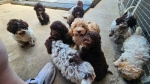 Lagotto Romagnolo, kvalitetni štenci