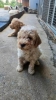 Lagotto Romagnolo, kvalitetni štenci