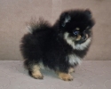 Pomeranac muzjak,black and tan boje. Ociscen od unutrašnjih