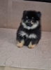 Pomeranac muzjak,black and tan boje. Ociscen od unutrašnjih