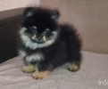 Pomeranac muzjak,black and tan boje. Ociscen od unutrašnjih