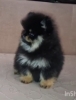 Pomeranac muzjak,black and tan boje. Ociscen od unutrašnjih