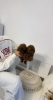 Stenci toy i mini pudle