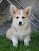 Velški korgi/Welsh Corgi Pembroke